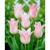Tulipan Ballade Lady - 5 szt.