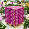 Podłoże Premium do orchidei i storczyków - Substral - 3 litry - paleta 210 szt.