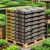 BIO ziemia do warzyw - Compo - 60 litrów - paleta 42 szt.