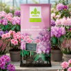 Podłoże do rododendronów, hortensji i azalii - Kronen - 20 litrów - paleta 144 szt.
