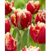 Tulipan Dee Jay Parrot - papuzi - 5 szt.
