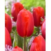 Tulipan Felicidad - GIGA paczka! - 250 szt.