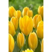 Tulipan Golden Purissima - GIGA paczka! - 250 szt.