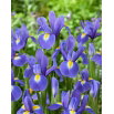 Irys holenderski - Blue Magic - 10 szt.