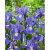 Irys holenderski - Blue Magic - GIGA paczka! - 500 szt.