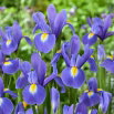 Irys holenderski - Blue Magic - GIGA paczka! - 500 szt.