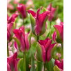 Tulipan Green Love - GIGA paczka! - 250 szt.