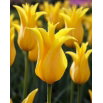 Tulipan Inimitable - duża paczka! - 50 szt.