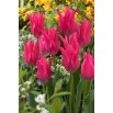 Tulipan liliokształtny różowy - Lilyflowering pink - 5 szt.