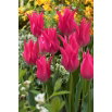 Tulipan liliokształtny różowy - Lilyflowering pink - GIGA paczka! - 250 szt.