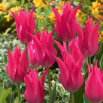 Tulipan liliokształtny różowy - Lilyflowering pink - duża paczka! - 50 szt.