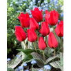 Tulipan March of Time - 5 szt.