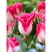Tulipan Memphis - 5 szt.