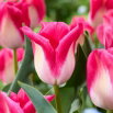 Tulipan Memphis - 5 szt.
