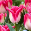 Tulipan Memphis - GIGA paczka! - 250 szt.
