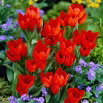Tulipan Praestans Fusilier - 5 szt.