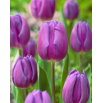 Tulipan fioletowy - Purple - 5 szt.