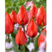 Tulipan Red Paradise - 5 szt.