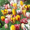 Tulipan Rembrandt mix - GIGA paczka! - 250 szt.