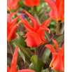 Tulipan Rigas Barikades - duża paczka! - 50 szt.