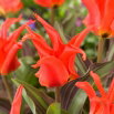 Tulipan Rigas Barikades - 5 szt.