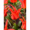 Tulipan Rigas Barikades - 5 szt.