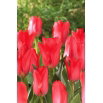 Tulipan Spring Pearl - GIGA paczka! - 250 szt.