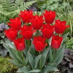 Tulipan Spring Pearl - GIGA paczka! - 250 szt.