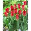 Tulipan Strong Fire - 5 szt.