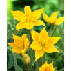 Tulipan Sylvestris - GIGA paczka! - 250 szt.
