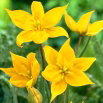 Tulipan Sylvestris - 5 szt.