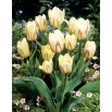 Tulipan White Fire - duża paczka! - 50 szt.