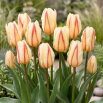Tulipan White Fire - 5 szt.