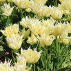 Tulipan Youkihi - 5 szt.