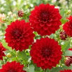 Dalia czerwona - Dahlia Red