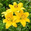Lilia - Lentella