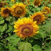 Słonecznik ozdobny Sunspot - karłowy - nadaje się do uprawy na dopłaty - 1 kg