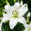 Lilia azjatycka biała - White