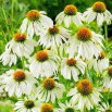 Jeżówka biała - White Swan - GIGA paczka! - 50 szt.