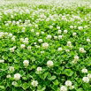 Koniczyna biała - wieloletnia, miododajna, samonawożąca, bardzo gęsta i wydajna, odporna na suszę - 100 gram