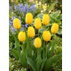 Tulipan Golden Apeldoorn - GIGA paczka! - 250 szt.