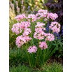 Czosnek różowy - Allium roseum - 20 szt.