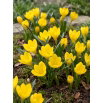 Sternbergia - Żółty zimowit - 1 szt.