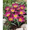 Tulipan botaniczny - Eastern Star - GIGA paczka! - 250 szt.
