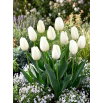 Tulipan Hakuun - duża paczka! - 50 szt.