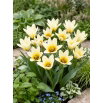 Tulipan niski - Concerto - 5 szt.