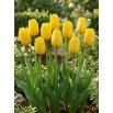 Tulipan żółty - Yellow - GIGA paczka! - 250 szt.
