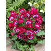 Tulipan Little Beauty - opak. 5 szt.