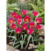 Tulipan Persian Pearl - opak. 5 szt.