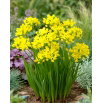 Czosnek złocisty - Allium moly - GIGA paczka! - 1000 szt.